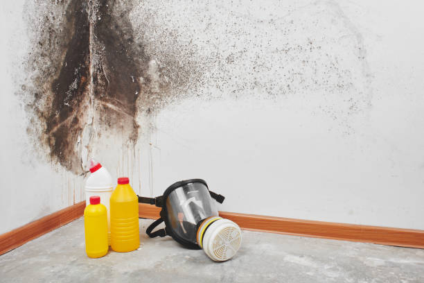 Home Mold Removal in Hampton Bays, NY