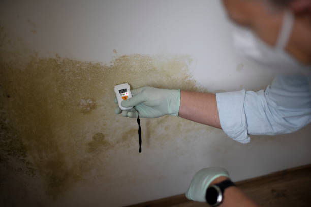 Trusted Hampton Bays, NY Mold Removal Experts