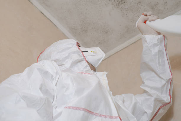 Best Mold Remediation Experts  in Hampton Bays, NY